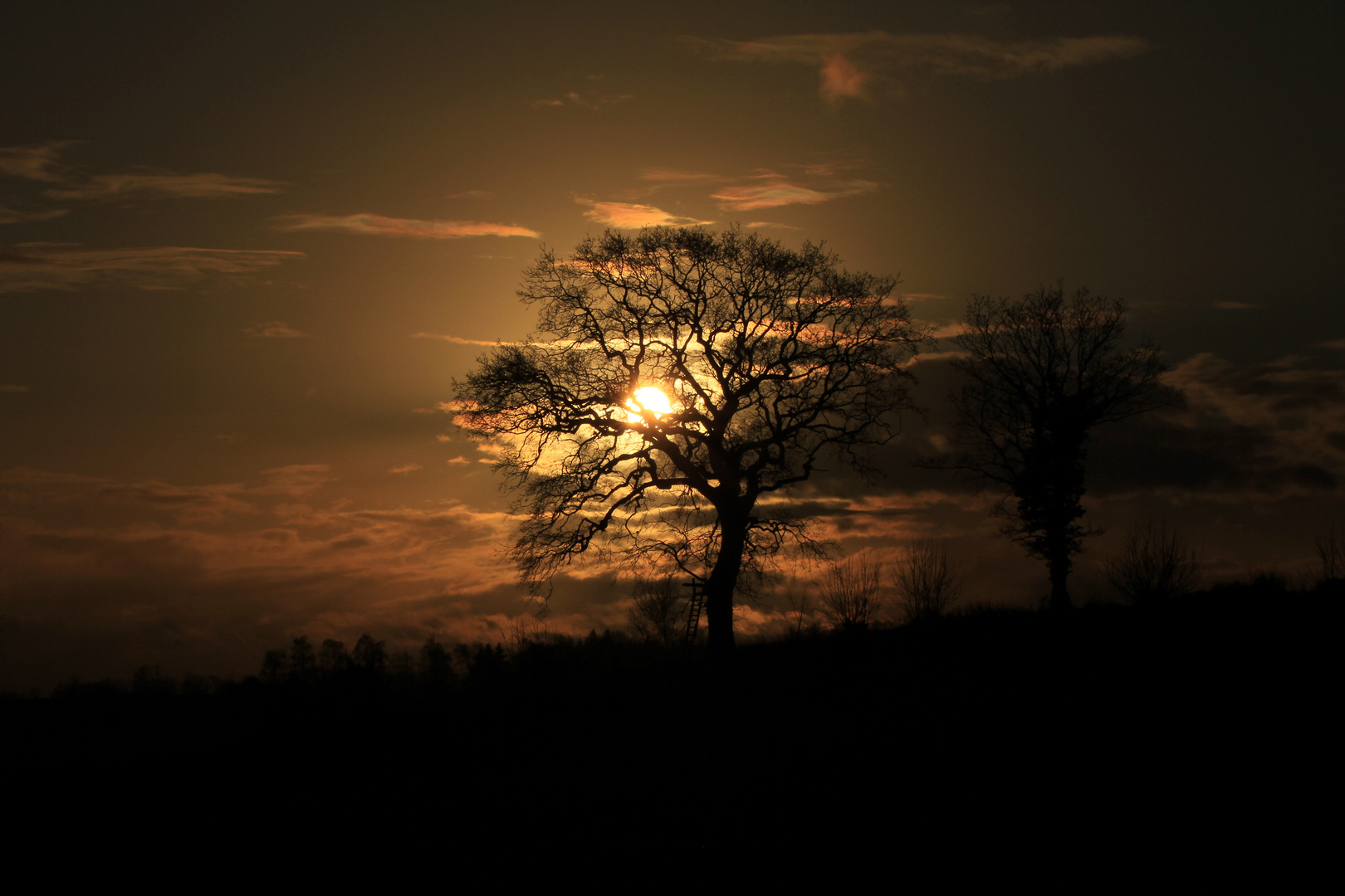 Baum in der Sonne