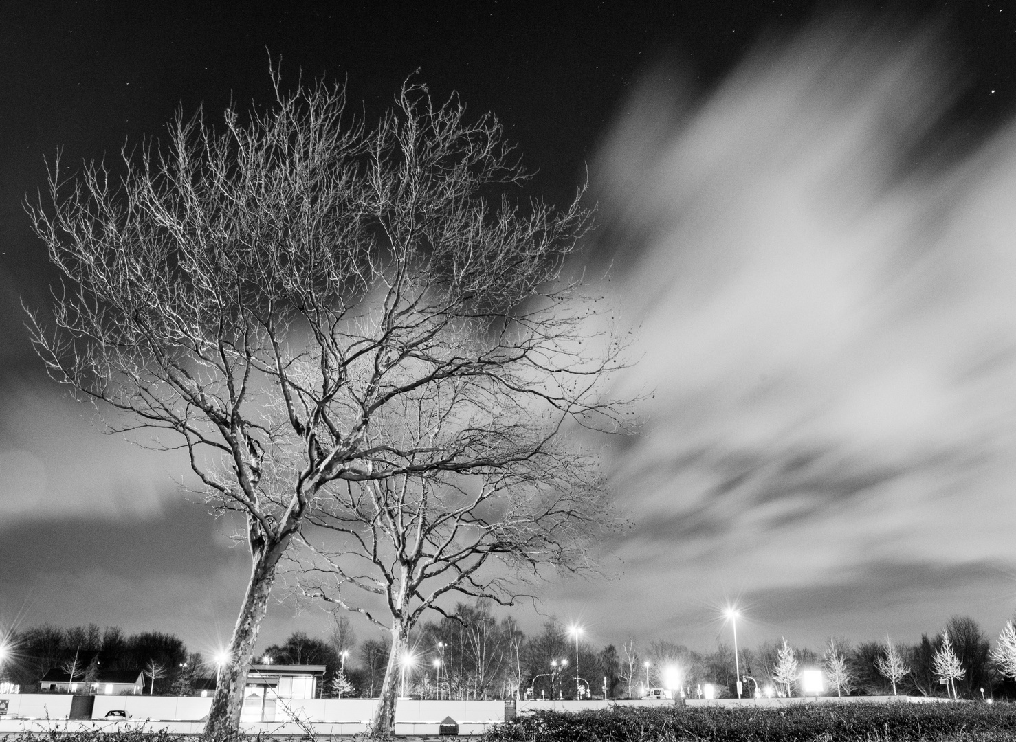 Baum in der Stadt