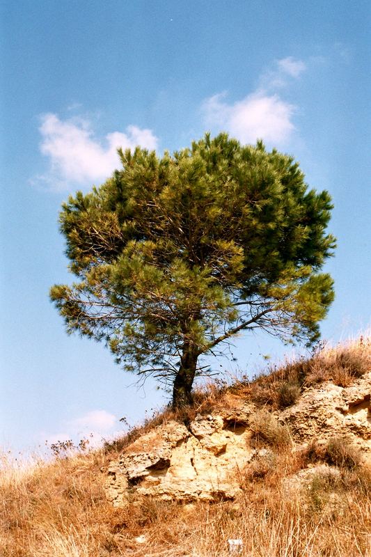 Baum in der Toscana