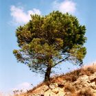 Baum in der Toscana