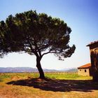 Baum in der Toskana