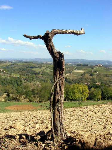 Baum in der Toskana