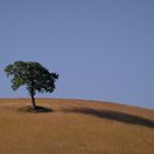 Baum in der Toskana