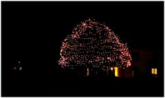 Baum in der Weihnachtszeit