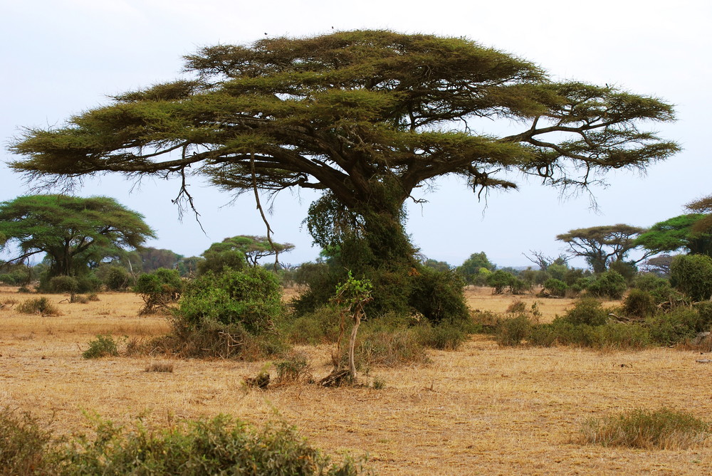 Baum in der Weite Kenias