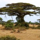 Baum in der Weite Kenias