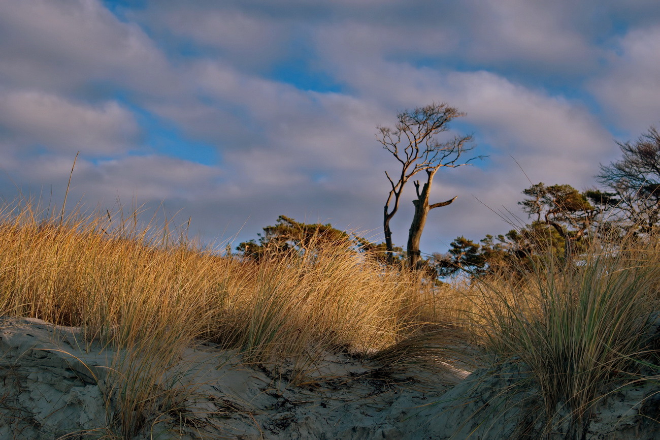 Baum in der Weststrand