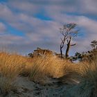 Baum in der Weststrand