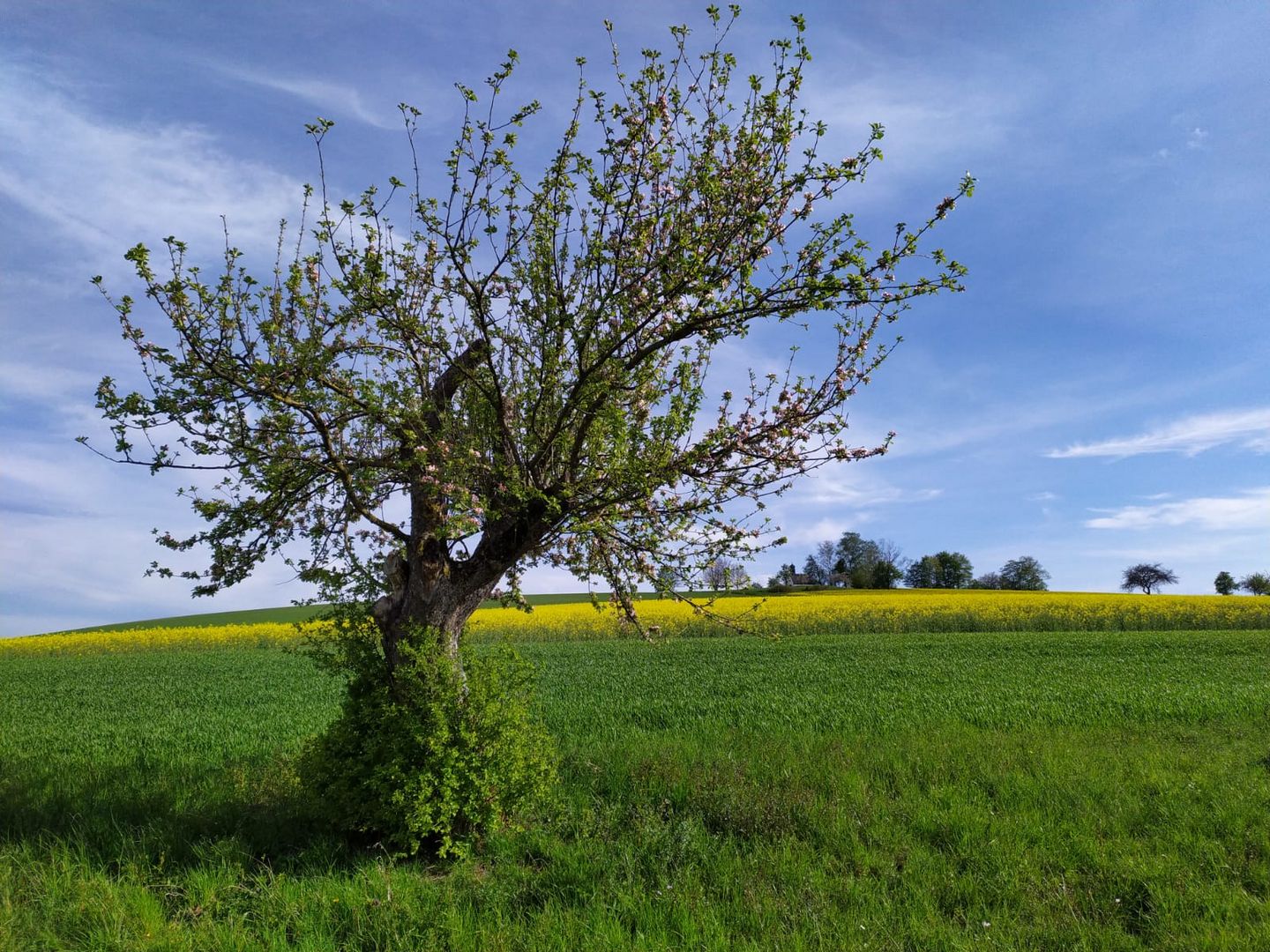 Baum in der Wiese