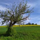 Baum in der Wiese