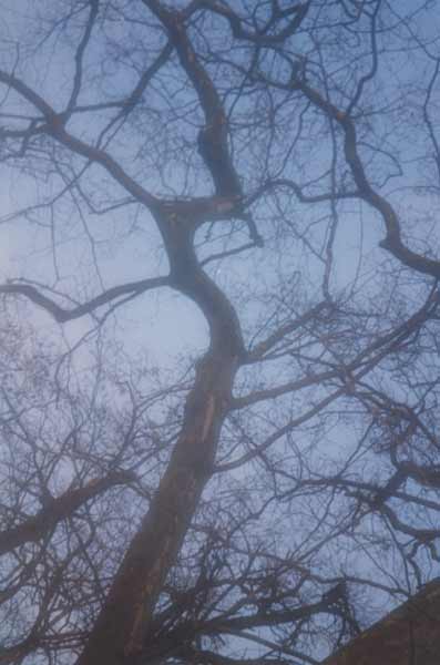 Baum in der Wilhelma