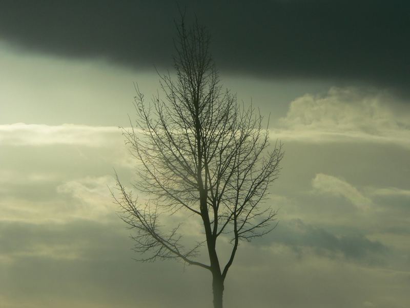 Baum in der Winterdämmerung