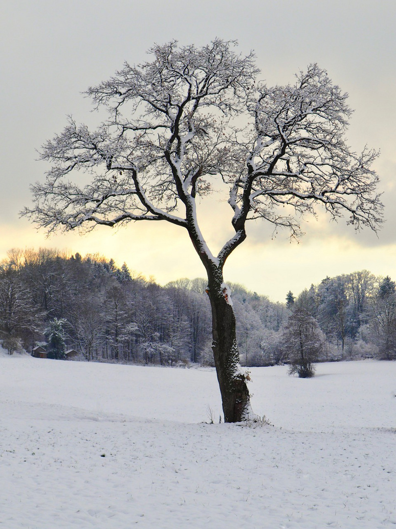 Baum in der Winterlandschaft