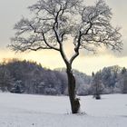 Baum in der Winterlandschaft