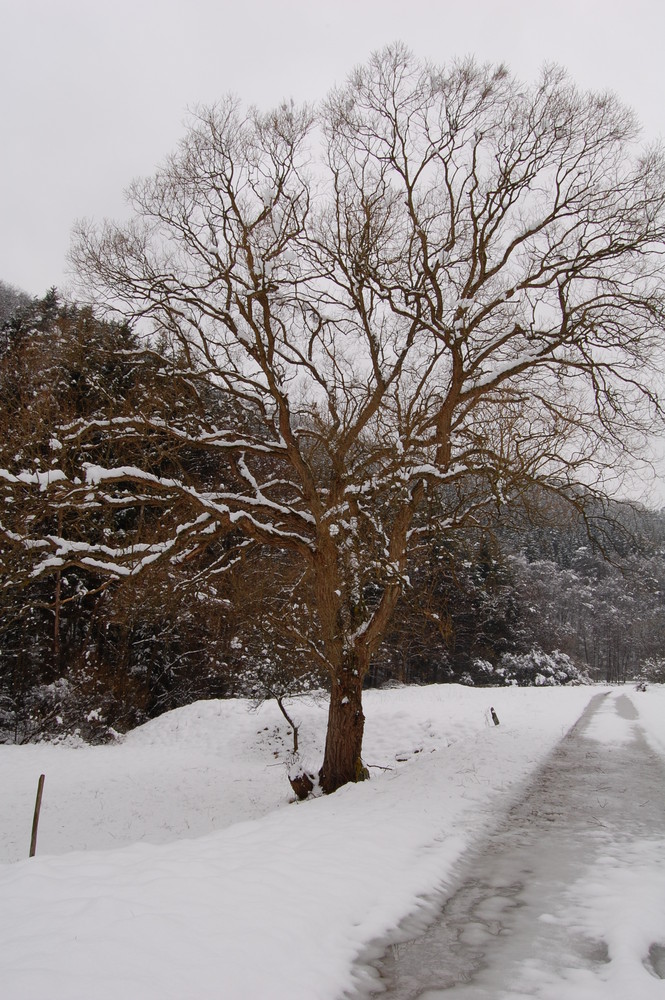 Baum in der Winterlichen Landschaft bei Kreuzberg