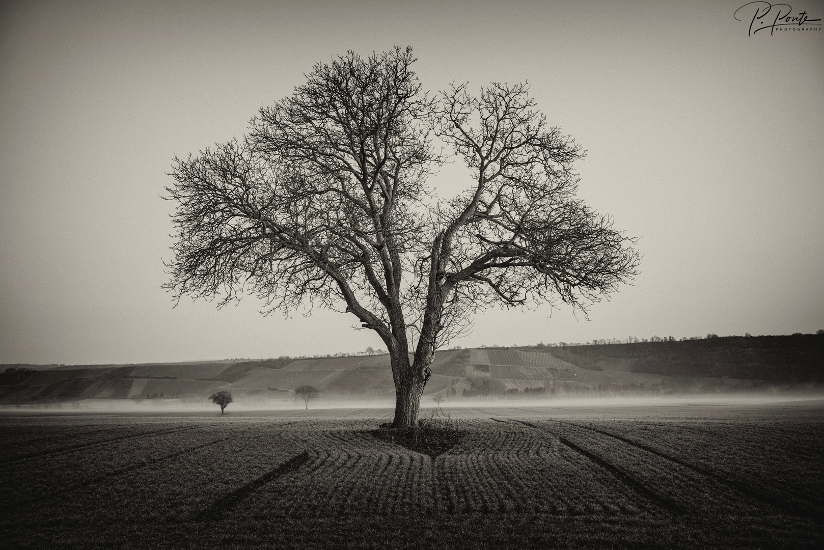 Baum in der Wintersaat