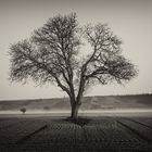 Baum in der Wintersaat