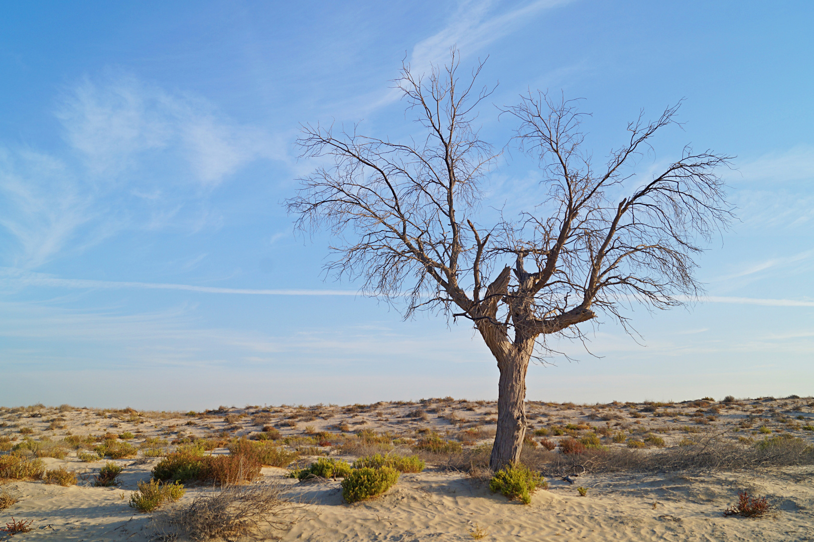 Baum in der Wüste