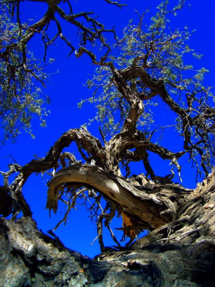 Baum in der Wüste