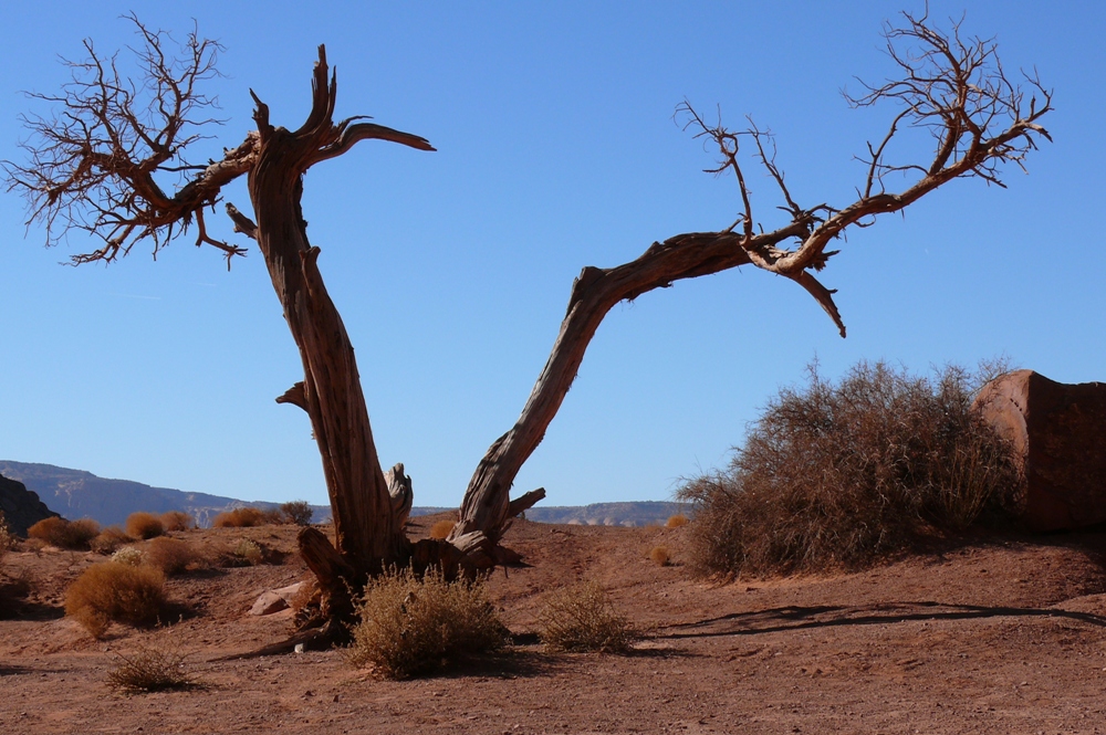 Baum in der Wüste