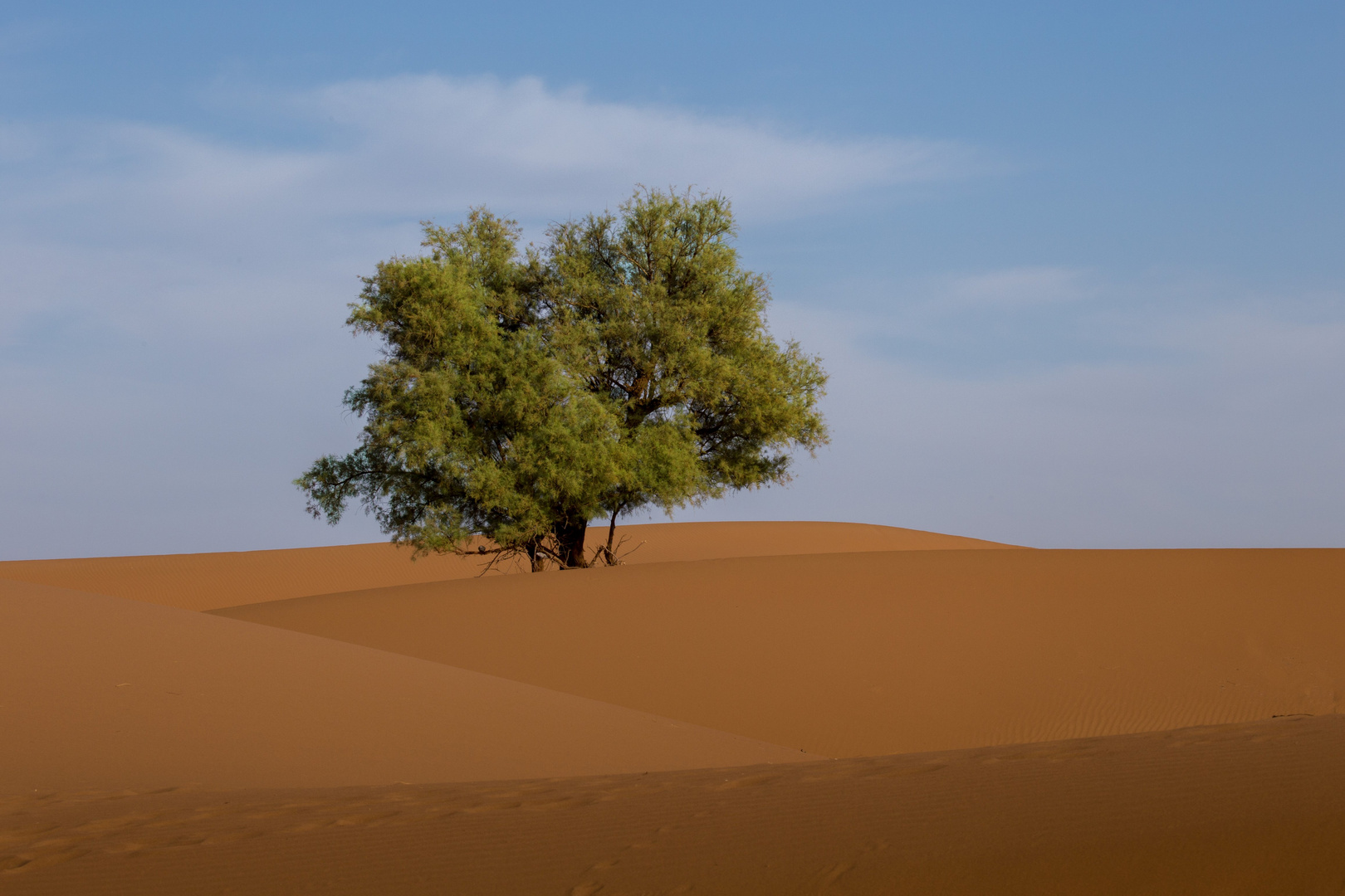 Baum in der Wüste 