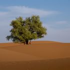 Baum in der Wüste 