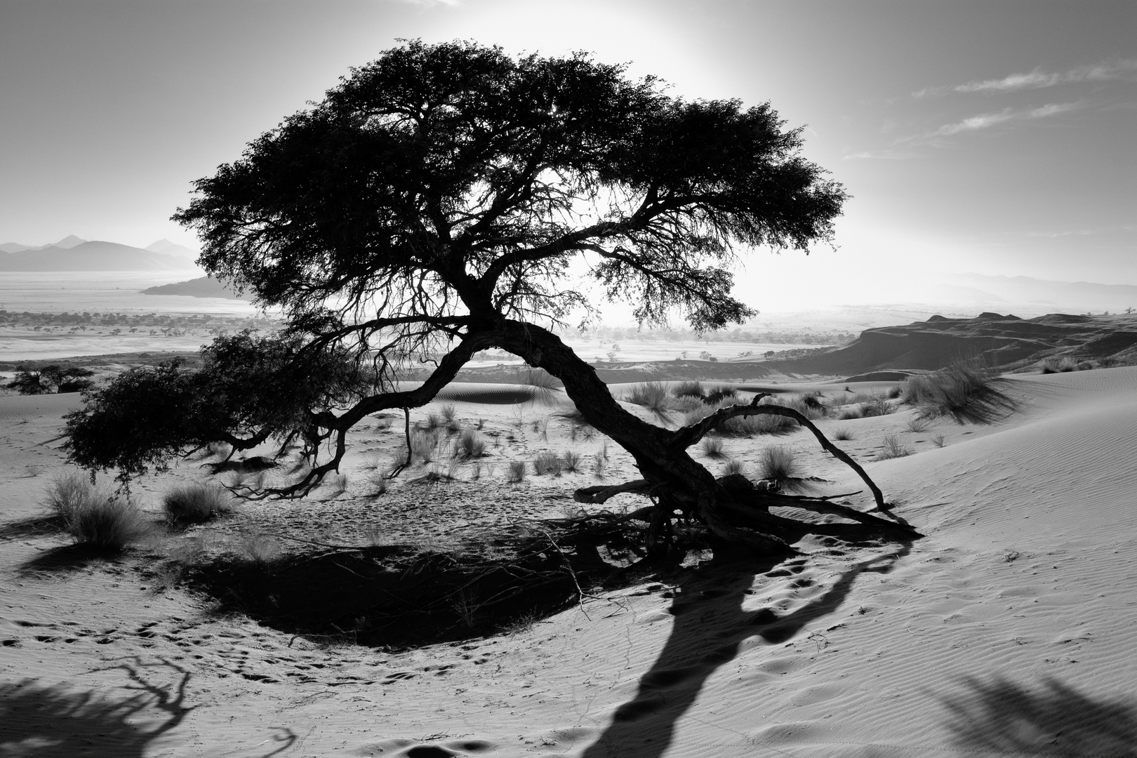 Baum in der Wüste