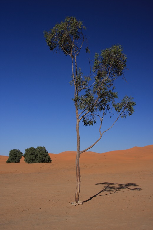 Baum in der Wüste