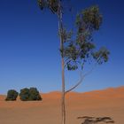 Baum in der Wüste