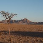 Baum in der Wüste