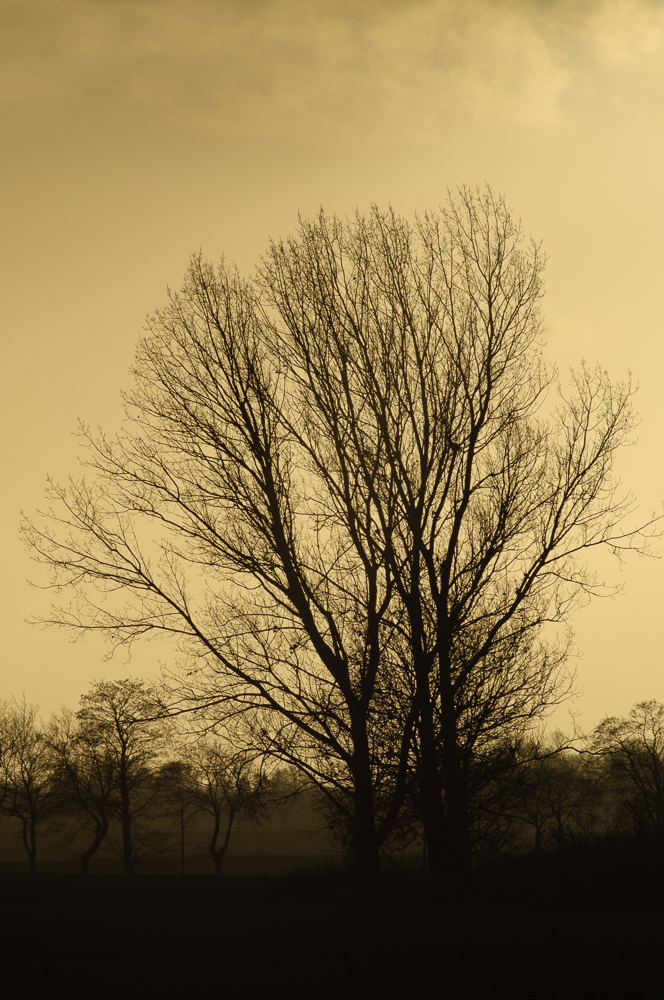 Baum in Dezembersonne