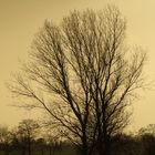 Baum in Dezembersonne