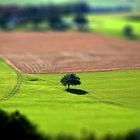 Baum in Eidenberg