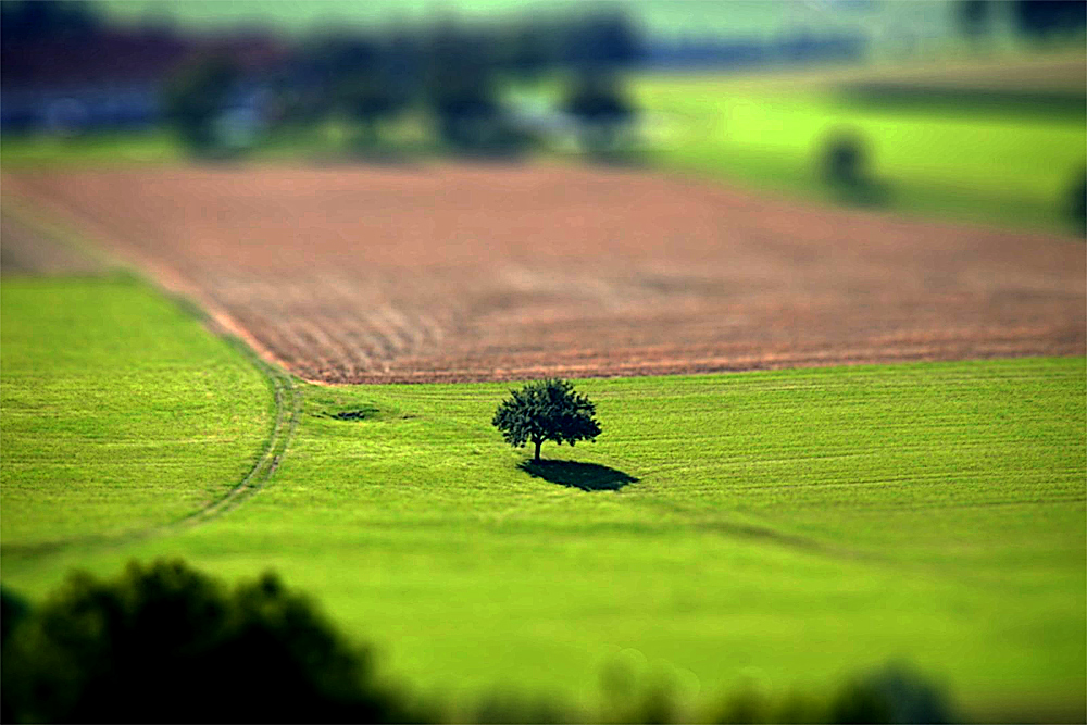 Baum in Eidenberg