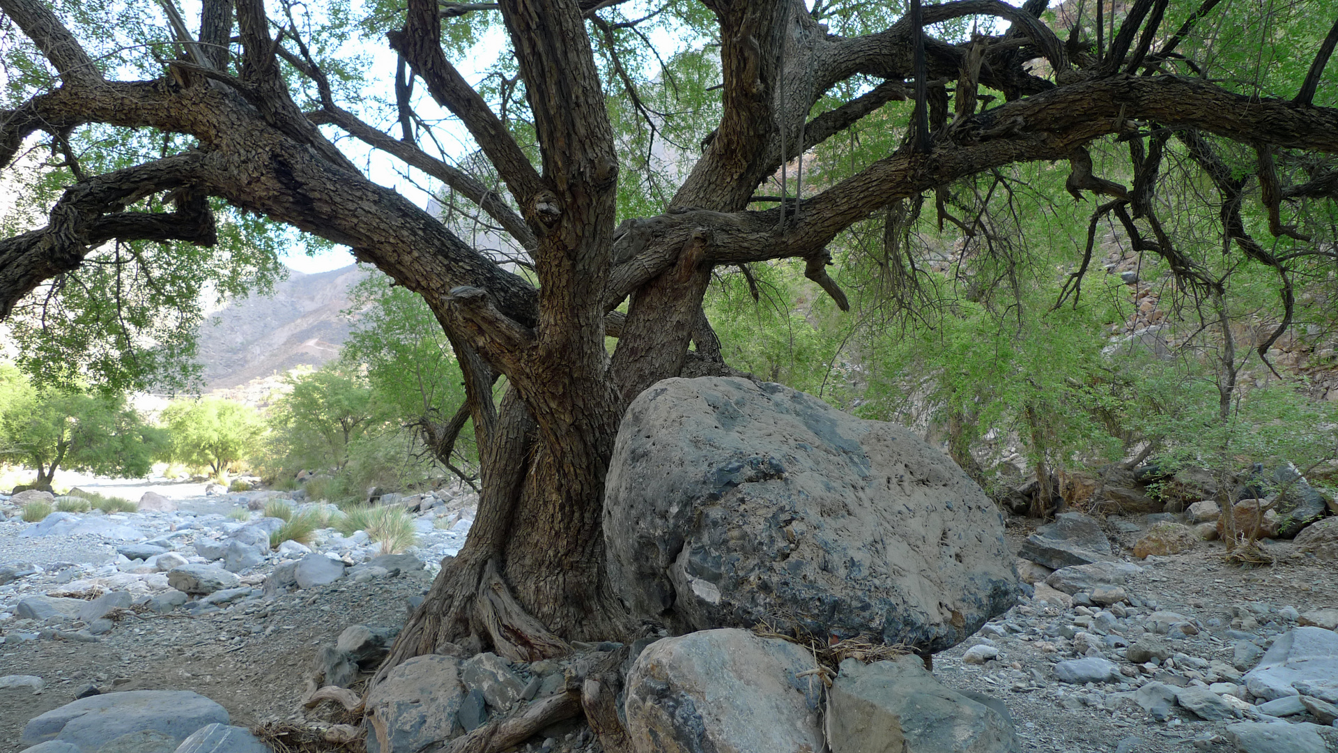 Baum in einem Wadi im Oman