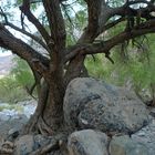 Baum in einem Wadi im Oman