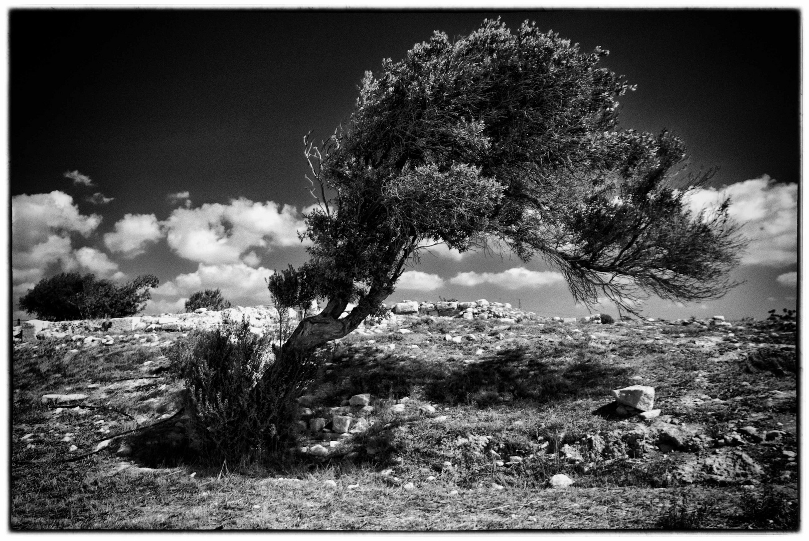 Baum in einer kargen Landschaft.