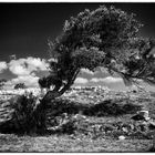 Baum in einer kargen Landschaft.