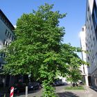 Baum in einer schnellen Stadt