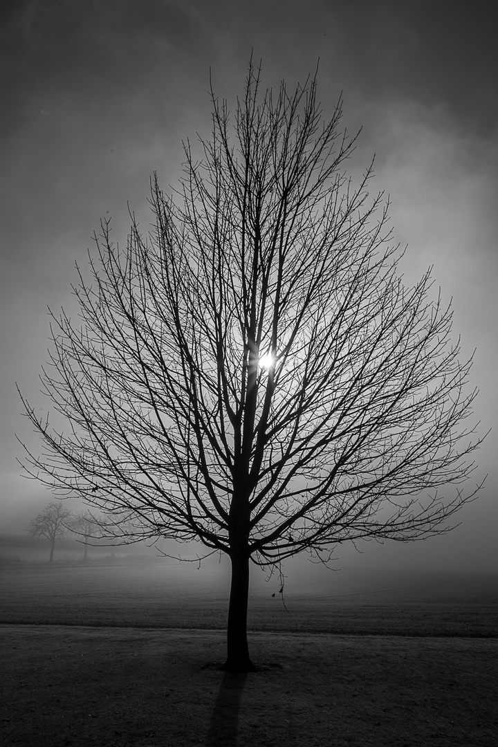 Baum in einer winternebel Landschaft