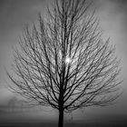 Baum in einer winternebel Landschaft