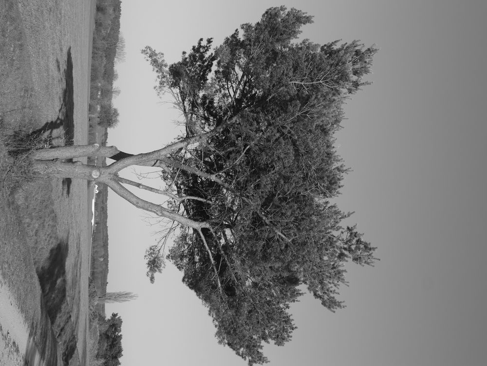 Baum in Einsamkeit