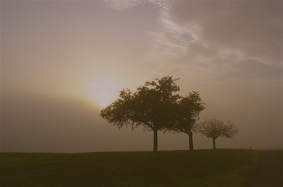 Baum in Erwartung