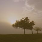 Baum in Erwartung