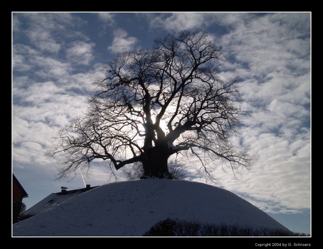 Baum in Evessen (Tumulus)