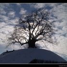 Baum in Evessen (Tumulus)