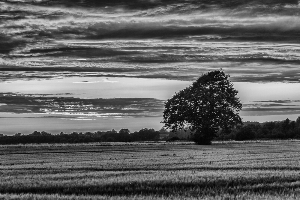 Baum in Feld