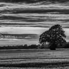 Baum in Feld