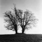 Baum in Feldbrunnen