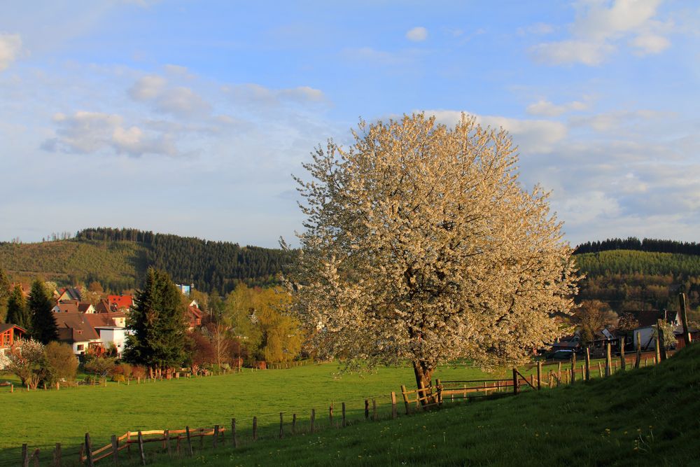 Baum in Ferndorf